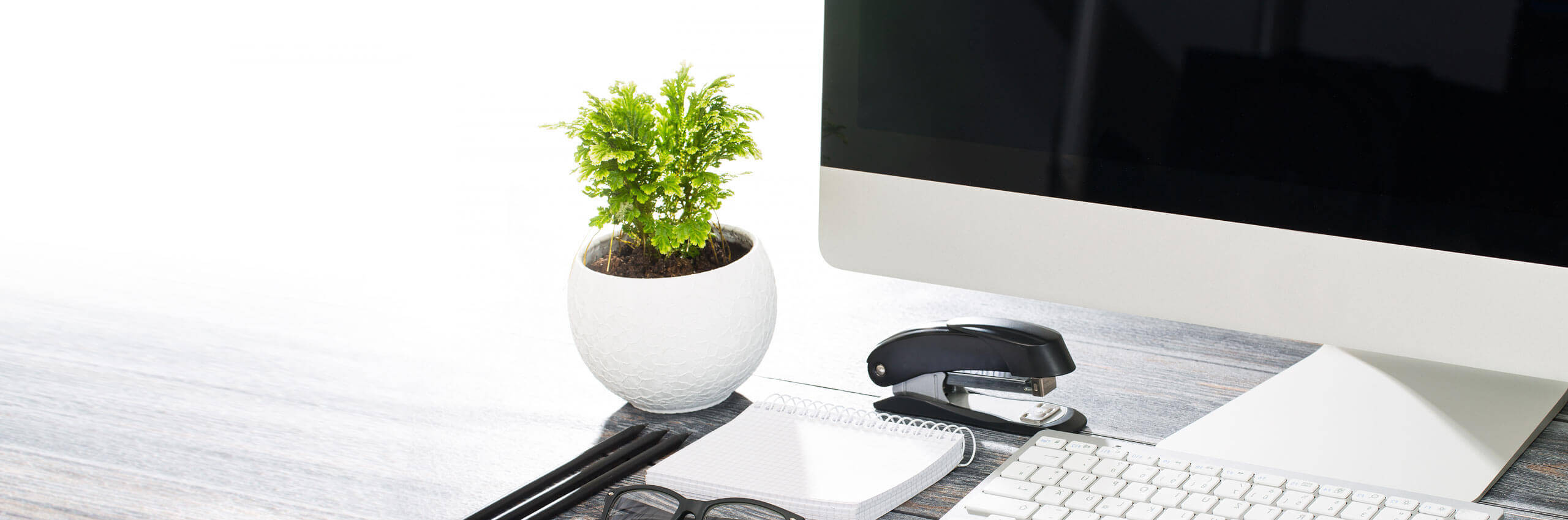 Elevage epagneul japonais